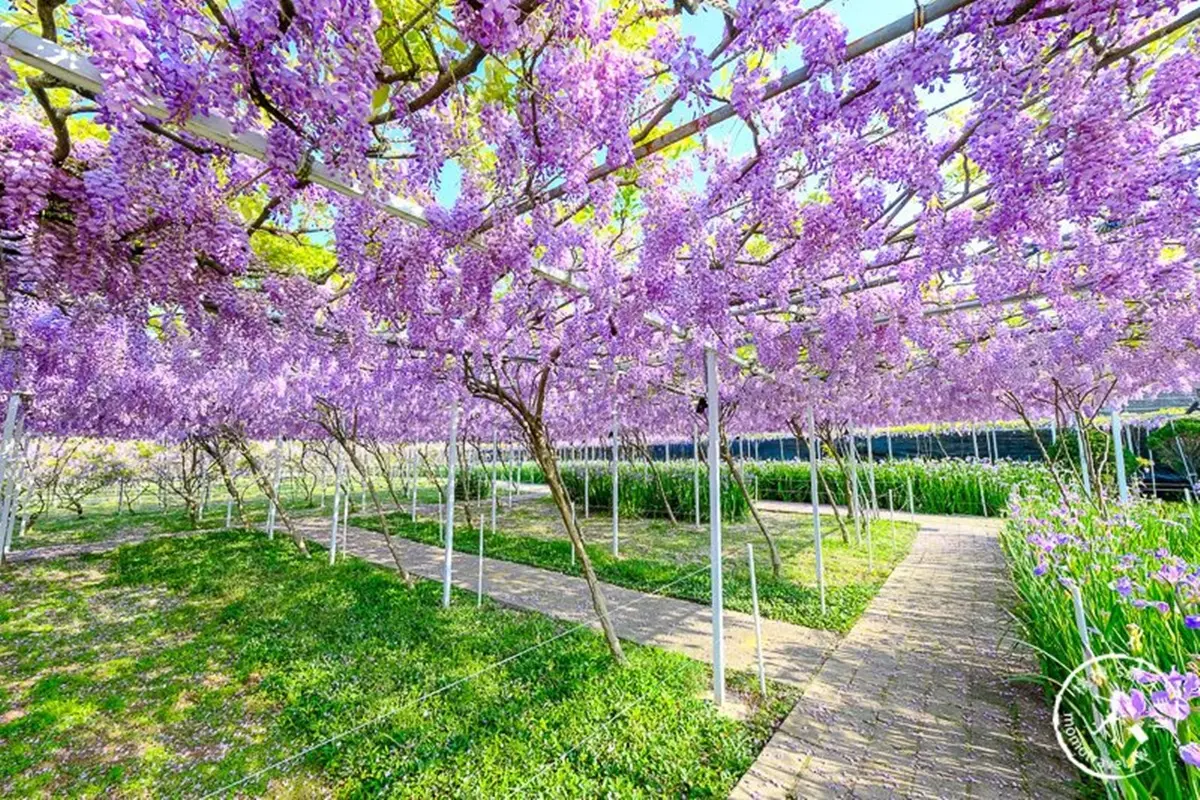 全台最大「紫藤花園」在淡水！千株紫藤花「從天灑下」最美花期曝光，順拍摩艾石像