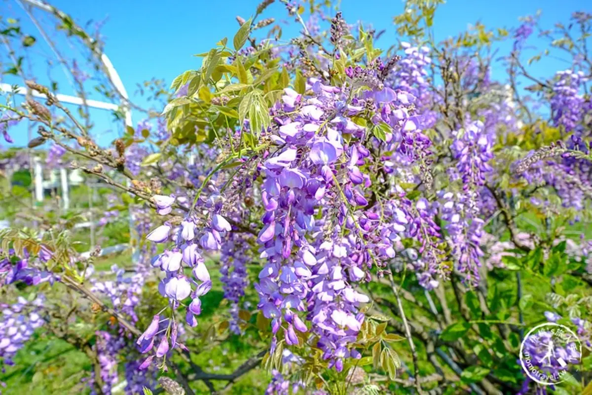 全台最大「紫藤花園」在淡水！千株紫藤花「從天灑下」最美花期曝光，順拍摩艾石像
