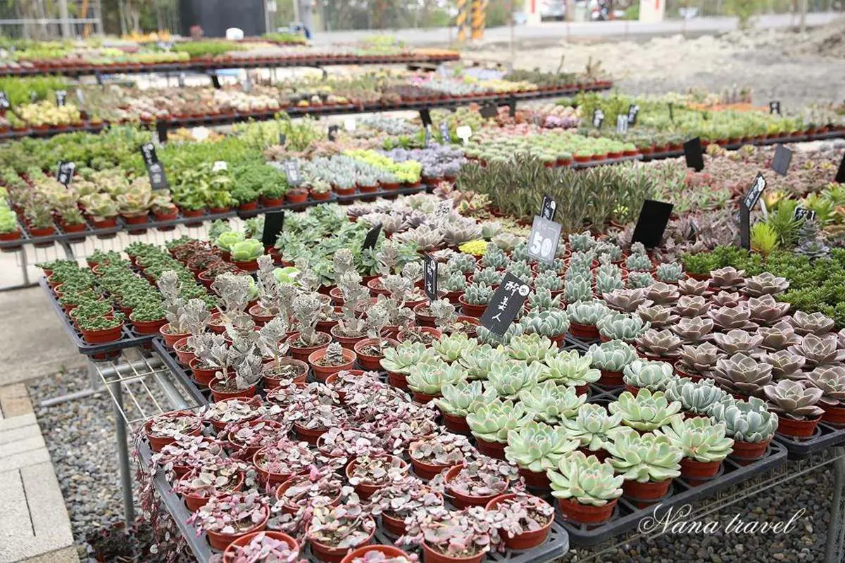 網美快衝!彰化4大花草系景點:仙人掌綠洲、歐風花園,順路逛三合院喝咖啡 網美快衝!彰化4大花草系景點:仙人掌綠洲、歐風花園,順路逛三合院喝咖啡