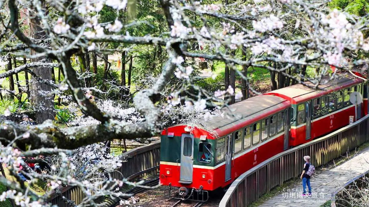 搭蒸汽檜木小火車去賞櫻！阿里山櫻花美照必拍這6點+在地美食3家