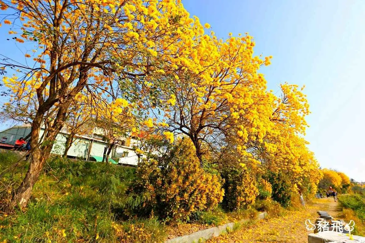 春天專屬的黃金燦爛!嘉義黃花風鈴木2個「花海隧道」美翻了 春天專屬的黃金燦爛!嘉義黃花風鈴木2個「花海隧道」美翻了