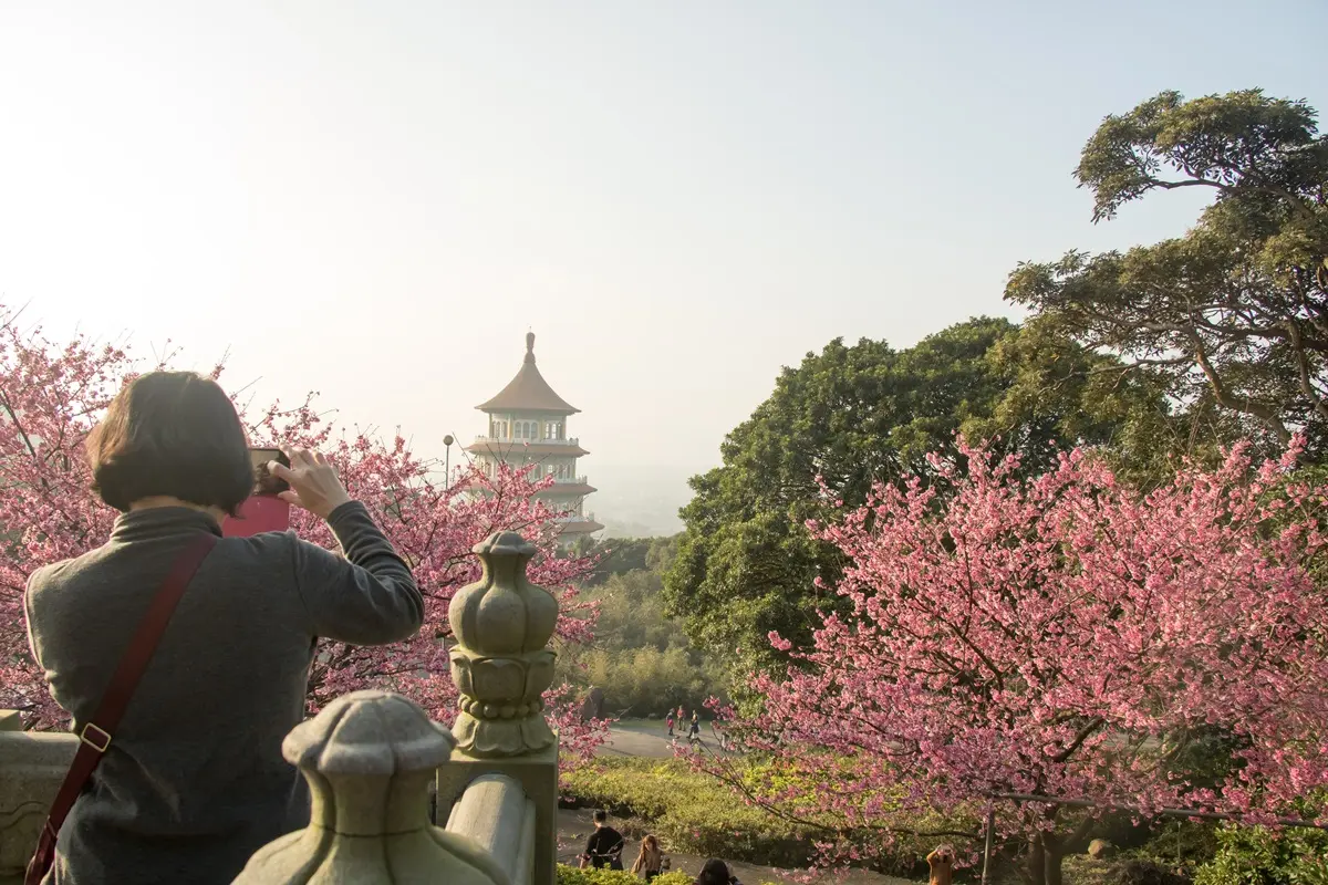 不要來賞花!正進入最美花期...淡水天元宮突發「緊急公告」:會戴口罩拍給大家看 不要來賞花!正進入最美花期...淡水天元宮突發「緊急公告」:會戴口罩拍給大家看
