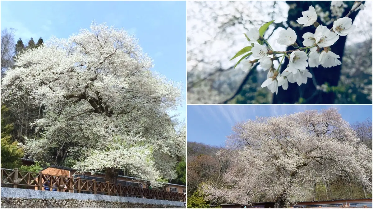 台灣超稀有「霧社櫻王」盛放！限定「純白春櫻雪」風吹就美，錯過等明年