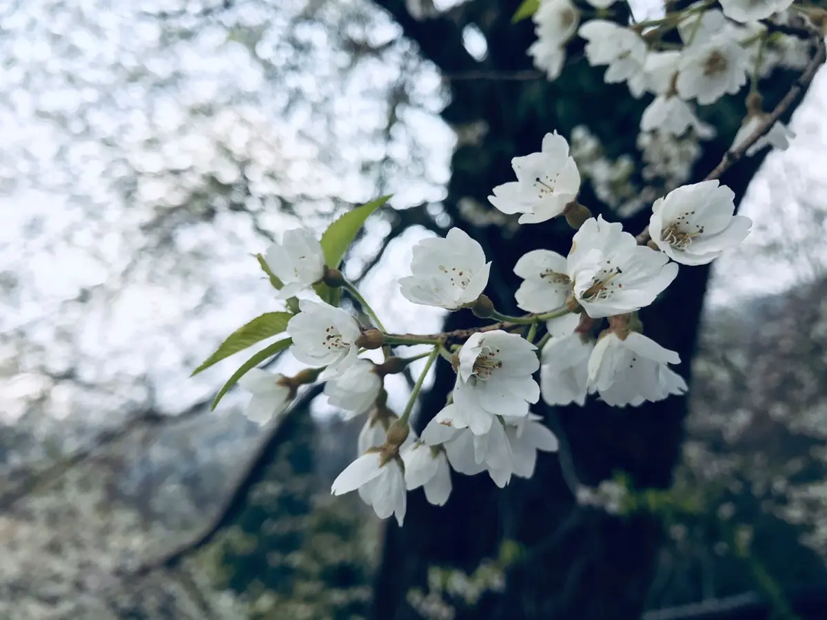 台灣超稀有「霧社櫻王」盛放！限定「純白春櫻雪」風吹就美，錯過等明年