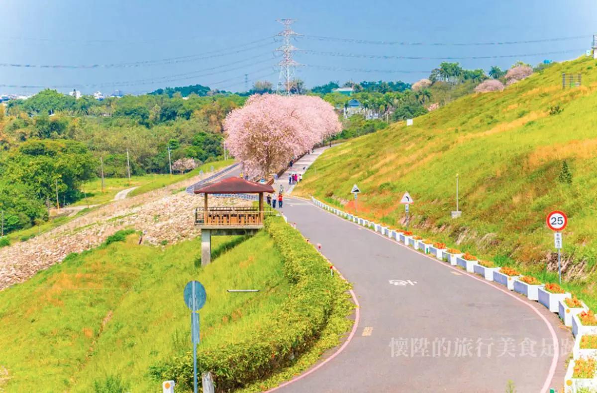 南洋櫻「粉紅花毯」好美啊！門票3折+停車費停收，到台南烏山頭水庫拜訪春天