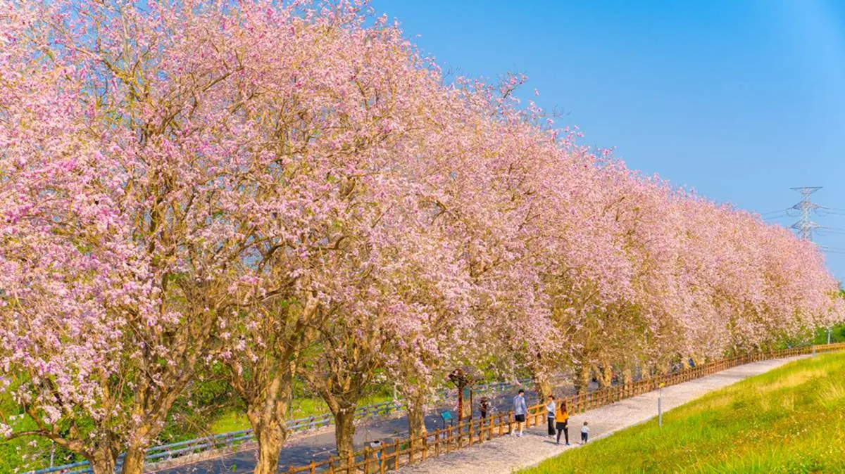 南洋櫻「粉紅花毯」好美啊!門票3折+停車費停收,到台南烏山頭水庫拜訪春天