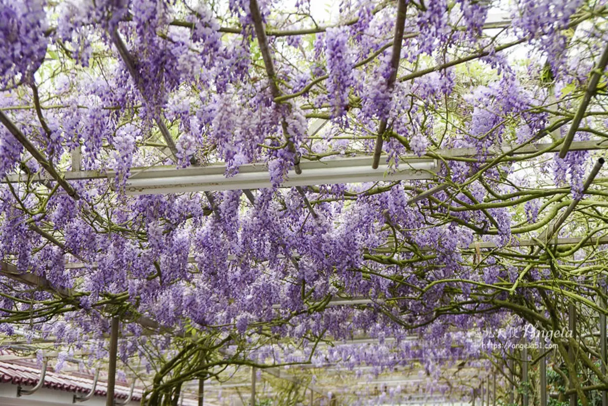 陽明山白海芋田「隱藏版紫藤花」在這!低消150「坐花海下用餐」還有限量餐點可吃 陽明山白海芋田「隱藏版紫藤花」在這!低消150「坐花海下用餐」還有限量餐點可吃