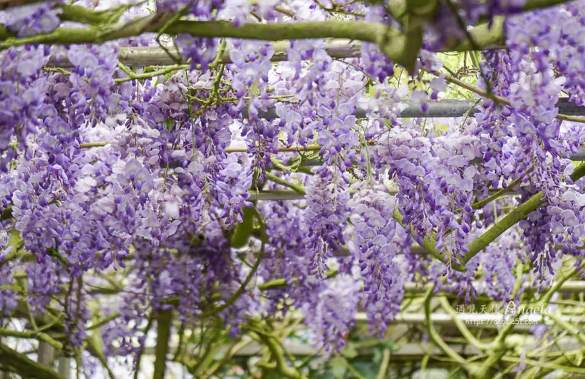 陽明山白海芋田「隱藏版紫藤花」在這!低消150「坐花海下用餐」還有限量餐點可吃 陽明山白海芋田「隱藏版紫藤花」在這!低消150「坐花海下用餐」還有限量餐點可吃
