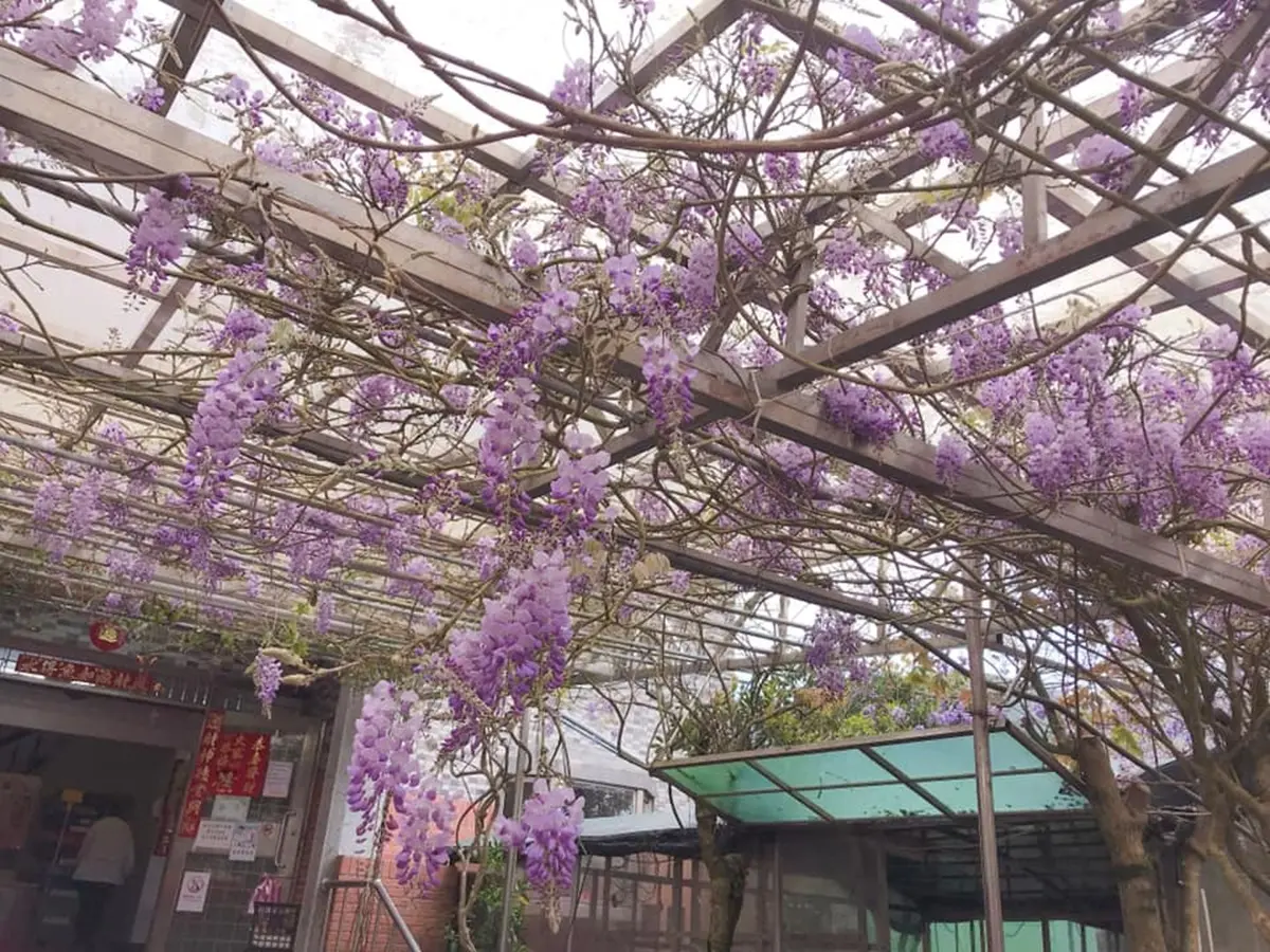 陽明山白海芋田「隱藏版紫藤花」在這!低消150「坐花海下用餐」還有限量餐點可吃 陽明山白海芋田「隱藏版紫藤花」在這!低消150「坐花海下用餐」還有限量餐點可吃