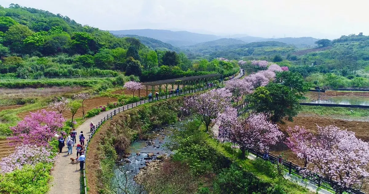 免飛日本!「台版河津櫻」夜櫻季登場,必拍超美「彩傘拱廊」 免飛日本!「台版河津櫻」夜櫻季登場,必拍超美「彩傘拱廊」
