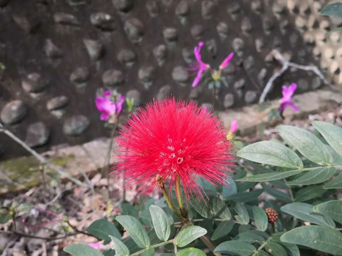 一球一球超可愛!鮮紅甜粉「粉撲花」爆開,被讚「夏日煙火」台北三處綻放中 一球一球超可愛!鮮紅甜粉「粉撲花」爆開,被讚「夏日煙火」台北三處綻放中