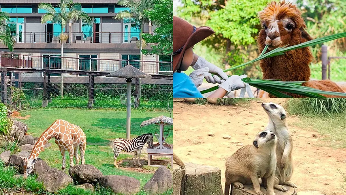 全台唯一「動物園飯店」！長頸鹿、羊駝來敲窗，還有「丁滿」陪吃飯