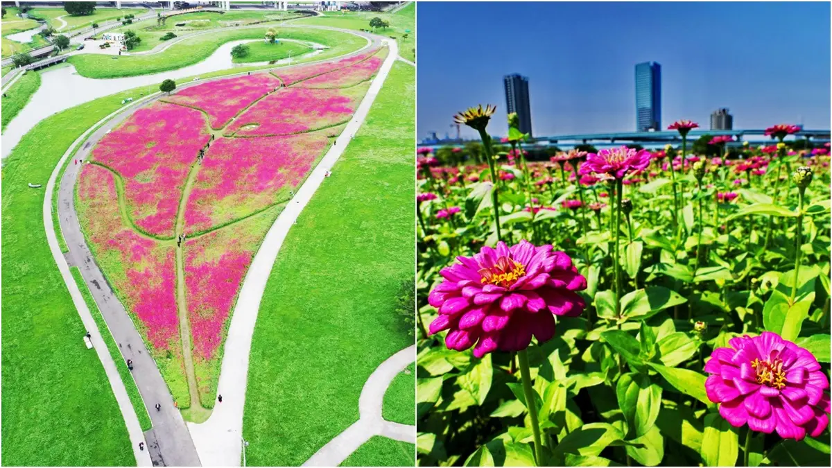新北「桃紅色花海」超大一片!大都會公園「百日草」可愛盛開,一朵開得比一朵高