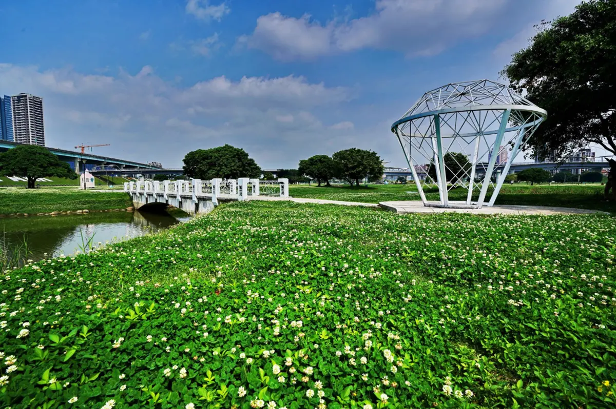 雙北飄4月雪!新北河濱公園「白花三葉草」盛放一大片,228公園「流蘇王」披白紗 雙北飄4月雪!新北河濱公園「白花三葉草」盛放一大片,228公園「流蘇王」披白紗