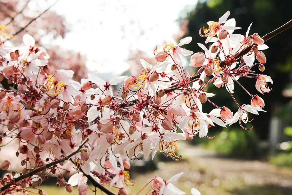 追一波台南夢幻粉紅雨，平地櫻花「花旗木」盛開3景點，IG美照GET