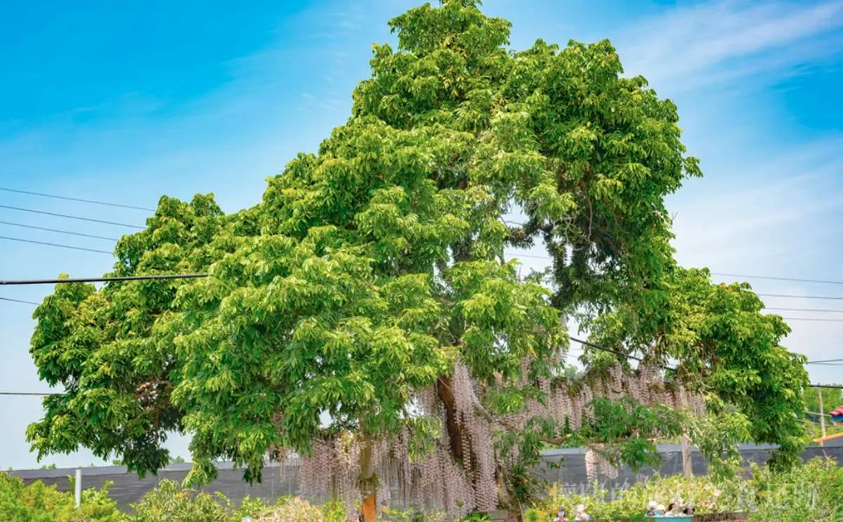 粉紫色「花瀑祕境」藏身台南小鎮！石斛蘭從龍眼大樹垂掛而下美翻了