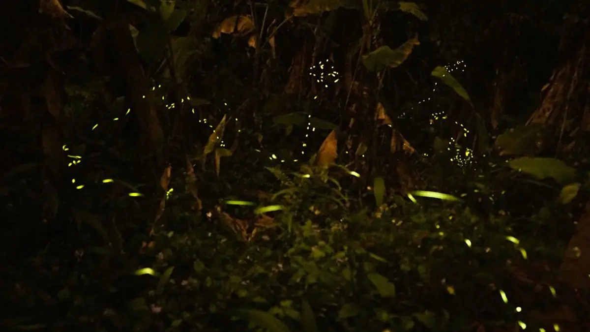 兩天一夜瘋玩！桃、竹、苗5處「賞桐＋追螢祕境」，帶著這篇說走就走