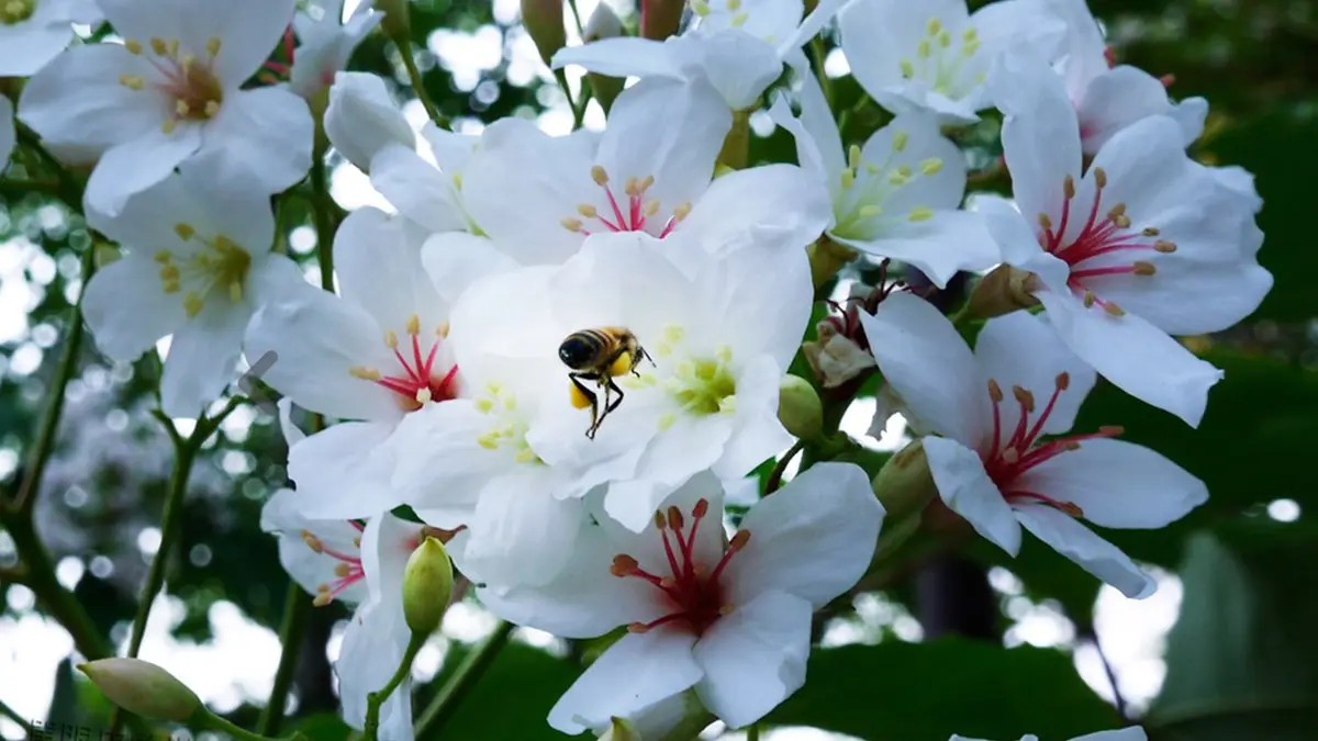 兩天一夜瘋玩！桃、竹、苗5處「賞桐＋追螢祕境」，帶著這篇說走就走