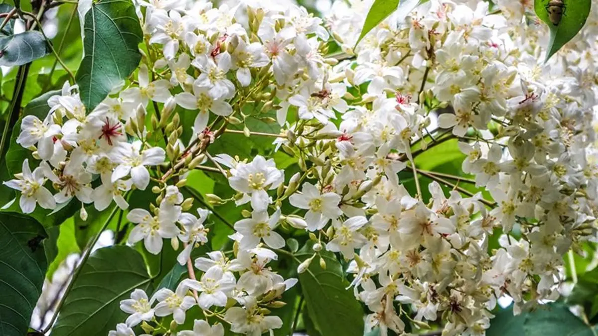兩天一夜瘋玩！桃、竹、苗5處「賞桐＋追螢祕境」，帶著這篇說走就走