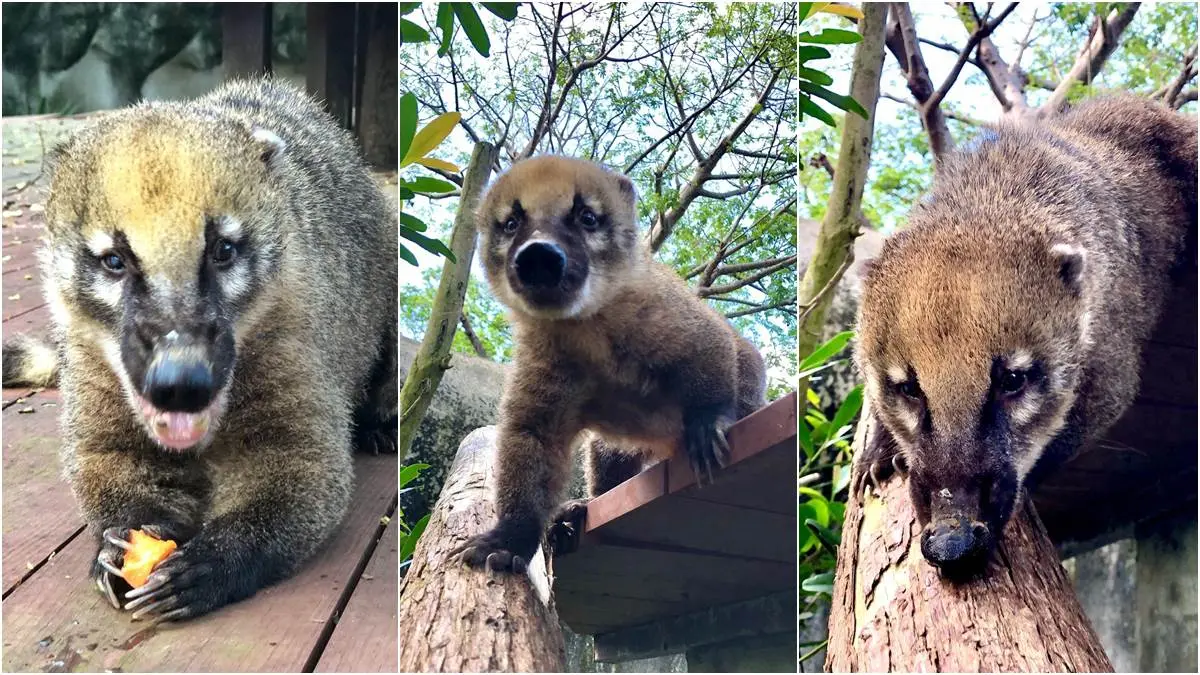 高雄壽山動物園開放露營住一晚，看長鼻子「醜帥」新朋友，獅子、狐獴陪你睡