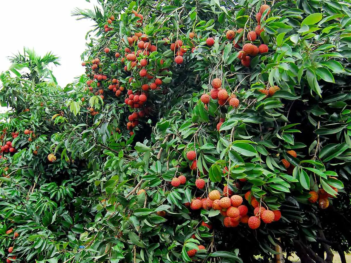 來採荔枝！新竹6果園限時開放採果DIY，100元入園免費吃到飽