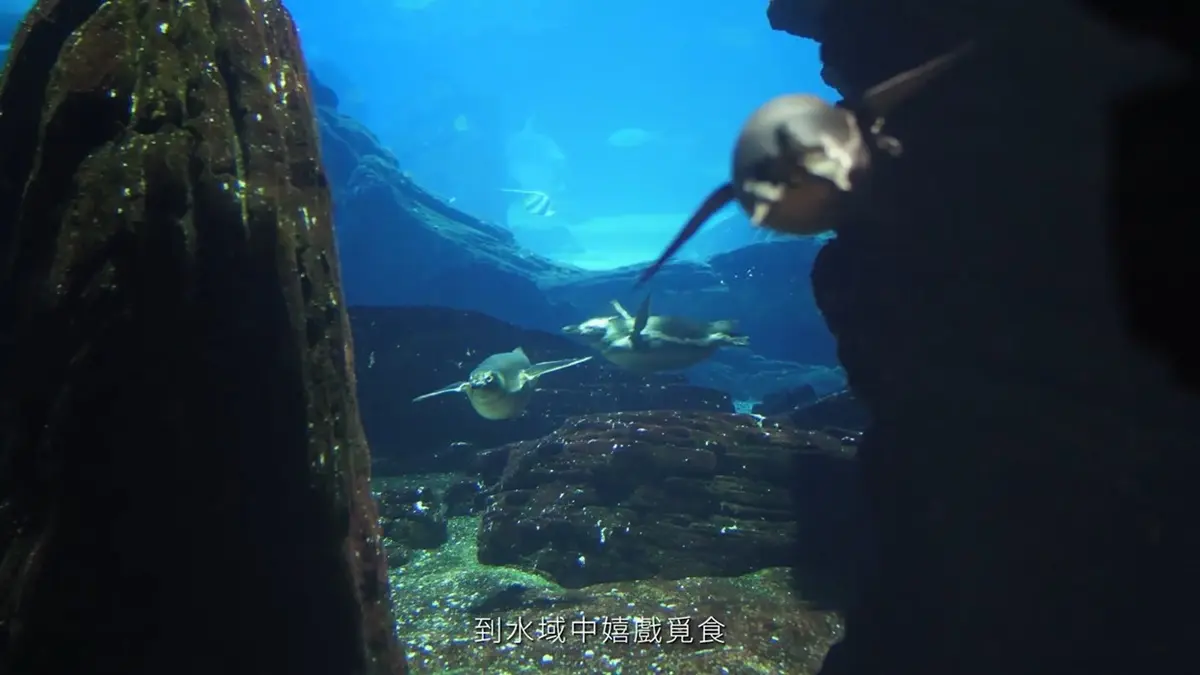 北台最大水族館「Xpark」宣布開幕!4層樓觀景窗、360度演出,還有超萌「企鵝咖啡館」 北台最大水族館「Xpark」宣布開幕!4層樓觀景窗、360度演出,還有超萌「企鵝咖啡館」