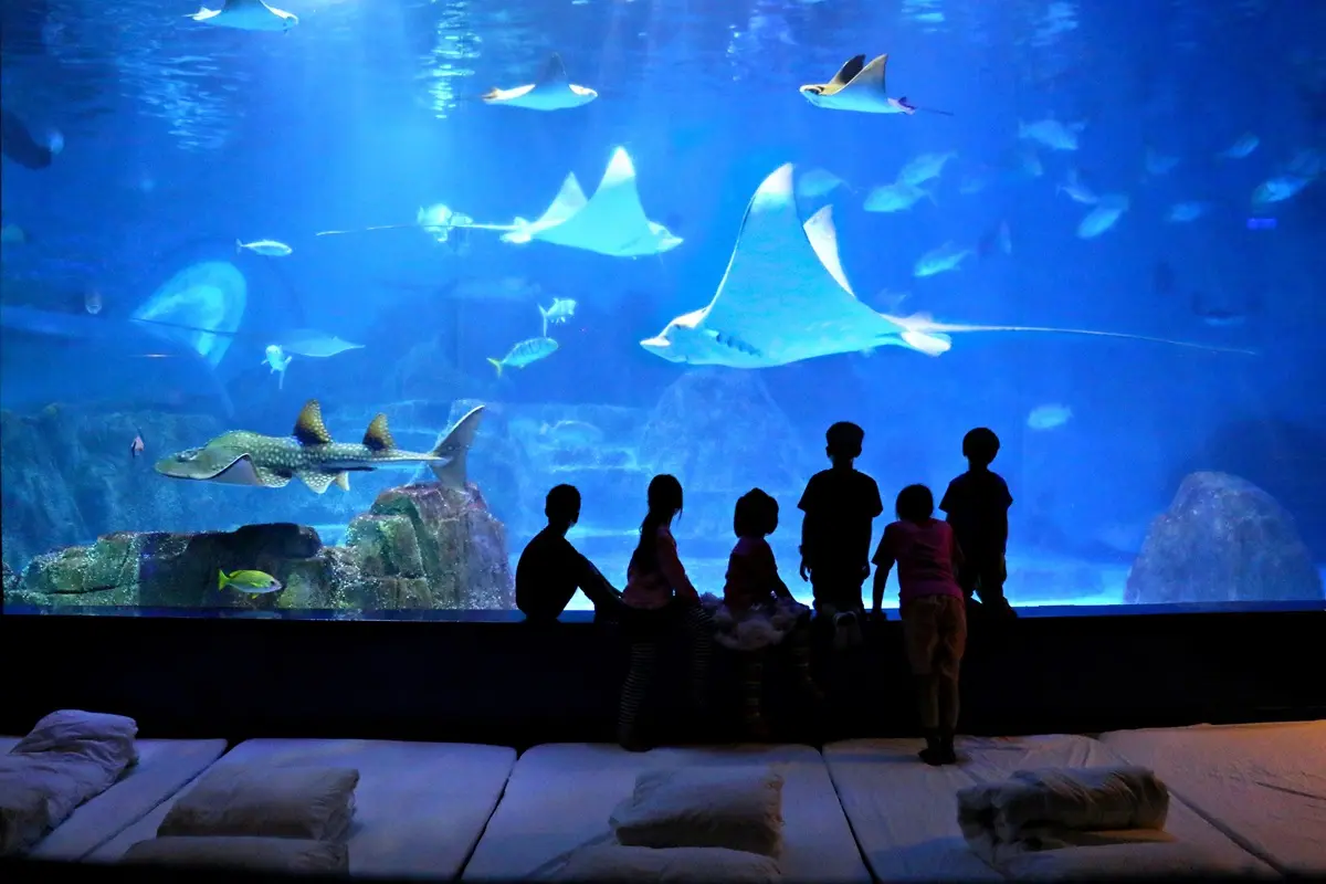 全台5大樂園暑期好康！門票20元、免費帶人進場、夜宿水族館魟魚陪睡