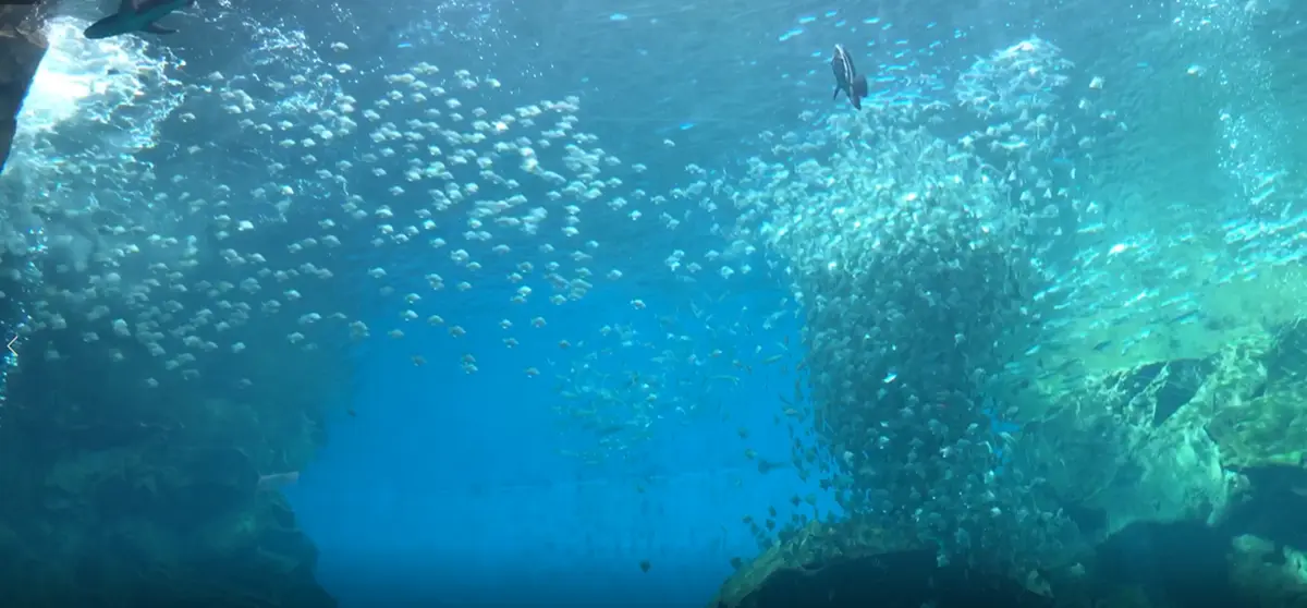 超夯Xpark水族館「4大設施」曝光！電影《崖上的波妞》原型現身、全台首創「企鵝咖啡館」