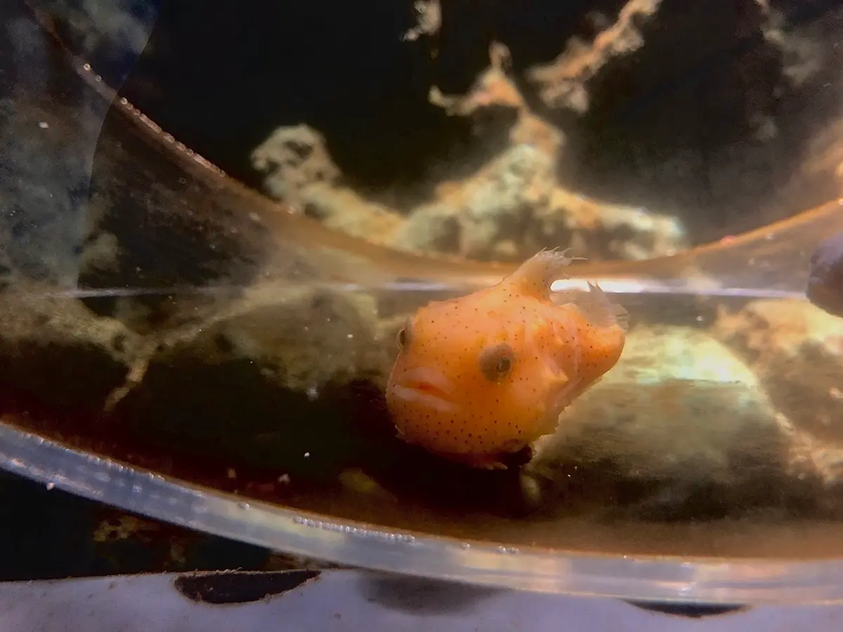 超夯Xpark水族館「4大設施」曝光！電影《崖上的波妞》原型現身、全台首創「企鵝咖啡館」