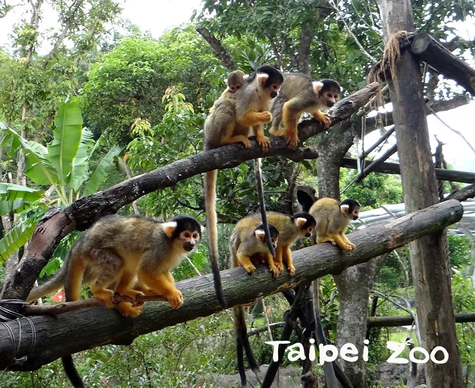 出發看熊貓！台北市動物園「夜間遊園」開放，今年只有這7天可看