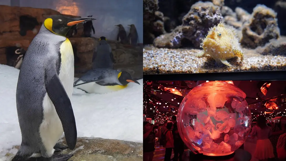 北部最大「XPARK」水族館8/7開幕！13個必看亮點：12公尺巨型水槽、企鵝咖啡廳