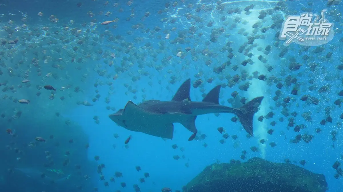 電視節目首曝光！桃園「Xpark」水族館全攻略，必拍8公尺高水槽、虹光水母牆