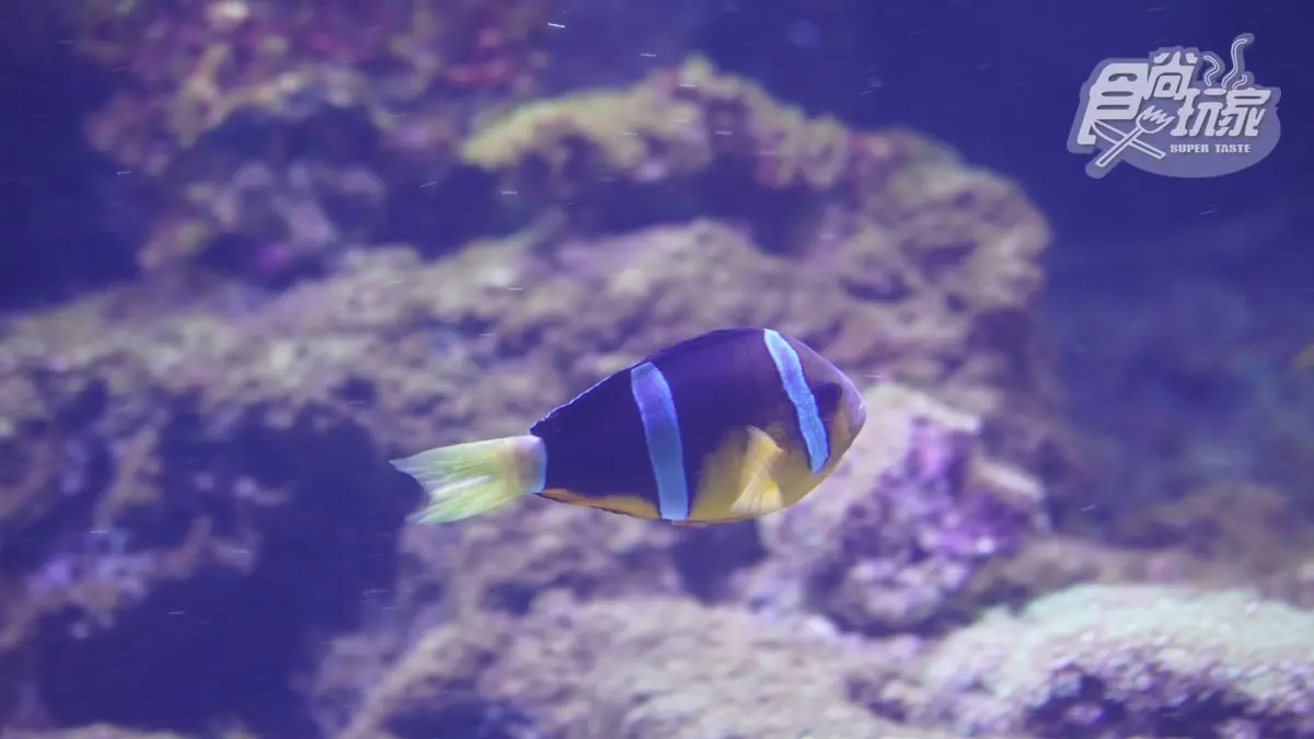北部最大「XPARK」水族館8/7開幕！13個必看亮點：12公尺巨型水槽、企鵝咖啡廳