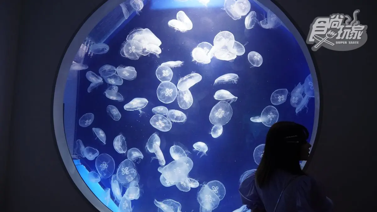 不用搶票了！桃園超夯「XPARK」水族館，新增「現場售票」方式