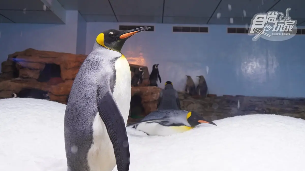 電視節目首曝光！桃園「Xpark」水族館全攻略，必拍8公尺高水槽、虹光水母牆