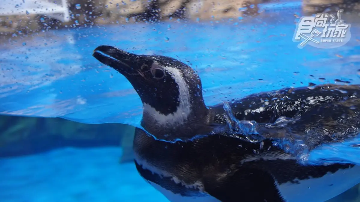 北部最大「XPARK」水族館8/7開幕！13個必看亮點：12公尺巨型水槽、企鵝咖啡廳