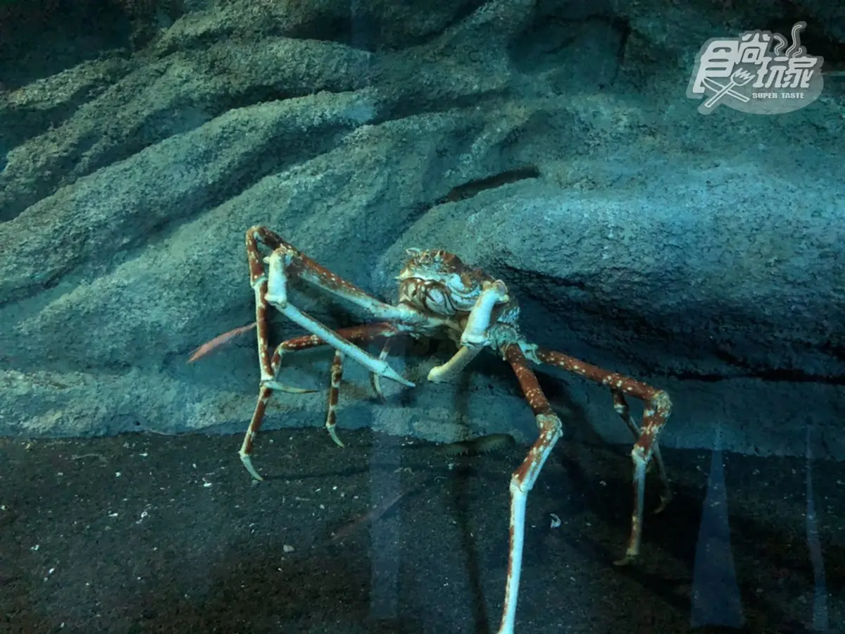 北部最大「XPARK」水族館8/7開幕！13個必看亮點：12公尺巨型水槽、企鵝咖啡廳