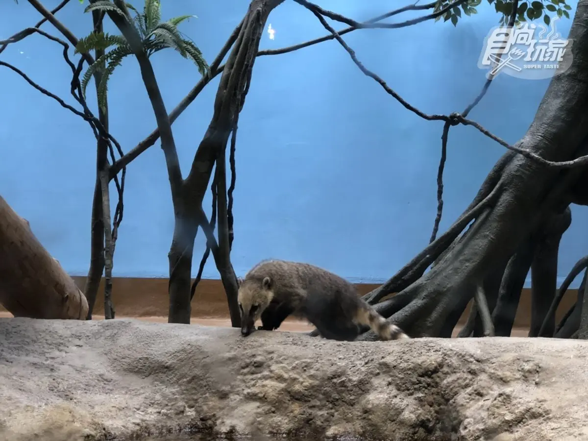 電視節目首曝光！桃園「Xpark」水族館全攻略，必拍8公尺高水槽、虹光水母牆