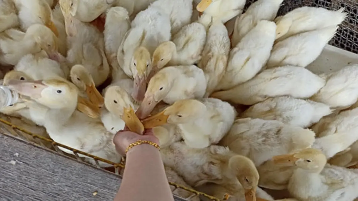 【全台20個親子動物農場】超可愛動物朋友集合啦！羊駝、狐獴、小鴨、毛兔、萌萌豬，還有斑比陪賽跑