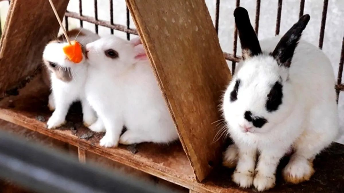 【全台20個親子動物農場】超可愛動物朋友集合啦！羊駝、狐獴、小鴨、毛兔、萌萌豬，還有斑比陪賽跑