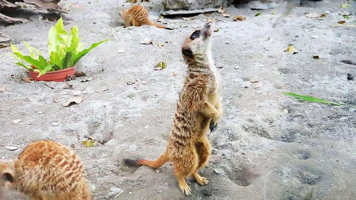 【全台20個親子動物農場】超可愛動物朋友集合啦！羊駝、狐獴、小鴨、毛兔、萌萌豬，還有斑比陪賽跑