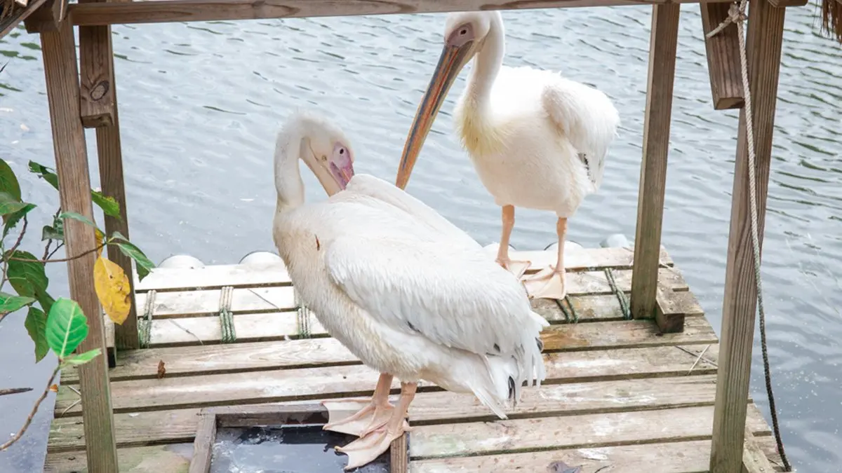 【全台20個親子動物農場】超可愛動物朋友集合啦！羊駝、狐獴、小鴨、毛兔、萌萌豬，還有斑比陪賽跑