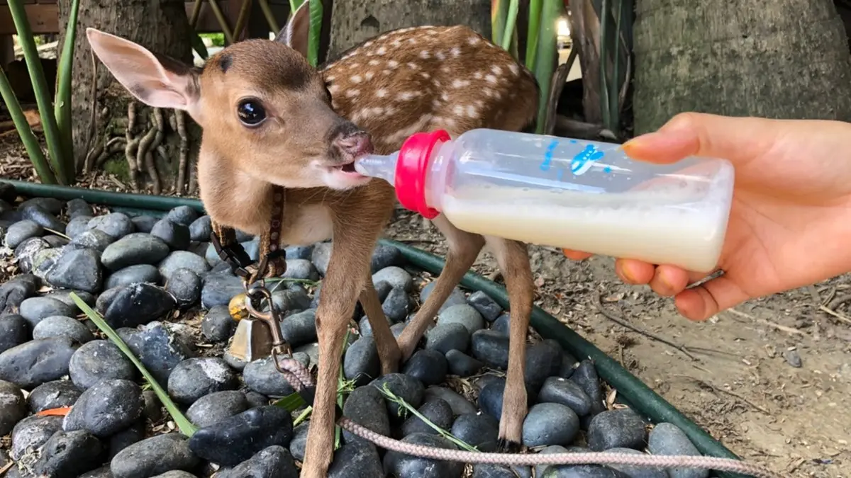 【全台20個親子動物農場】超可愛動物朋友集合啦！羊駝、狐獴、小鴨、毛兔、萌萌豬，還有斑比陪賽跑