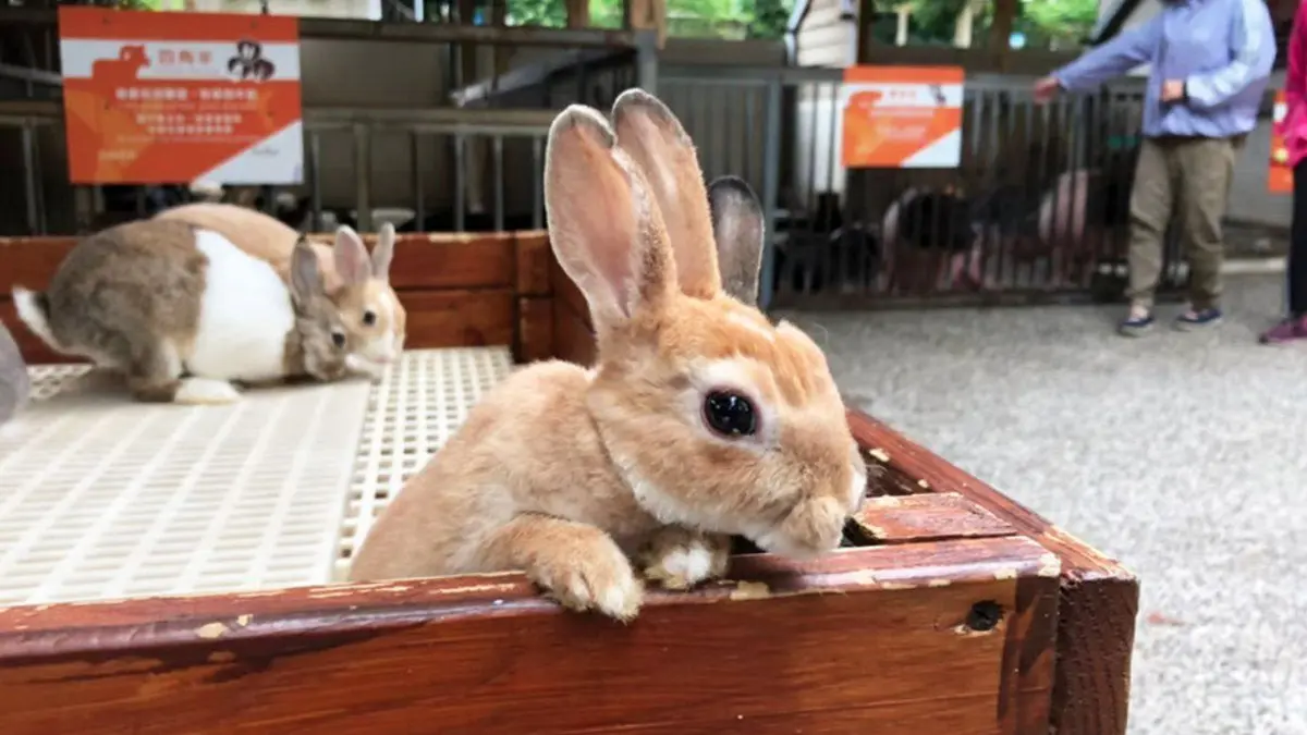 【全台20個親子動物農場】超可愛動物朋友集合啦！羊駝、狐獴、小鴨、毛兔、萌萌豬，還有斑比陪賽跑