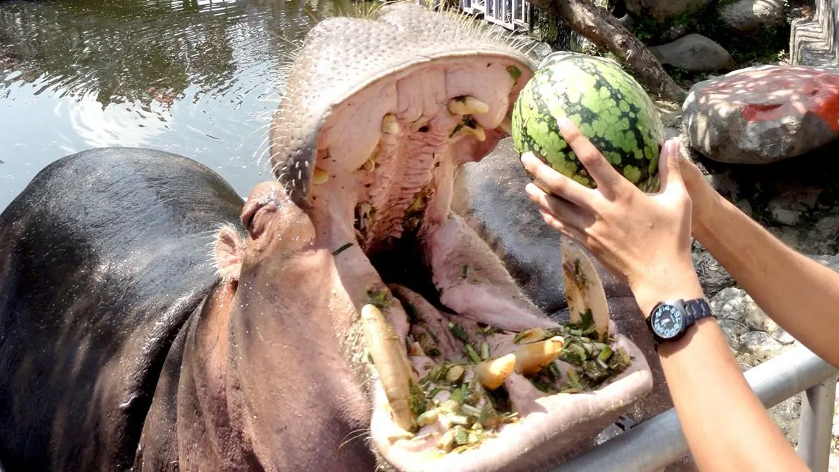 【全台20個親子動物農場】超可愛動物朋友集合啦！羊駝、狐獴、小鴨、毛兔、萌萌豬，還有斑比陪賽跑