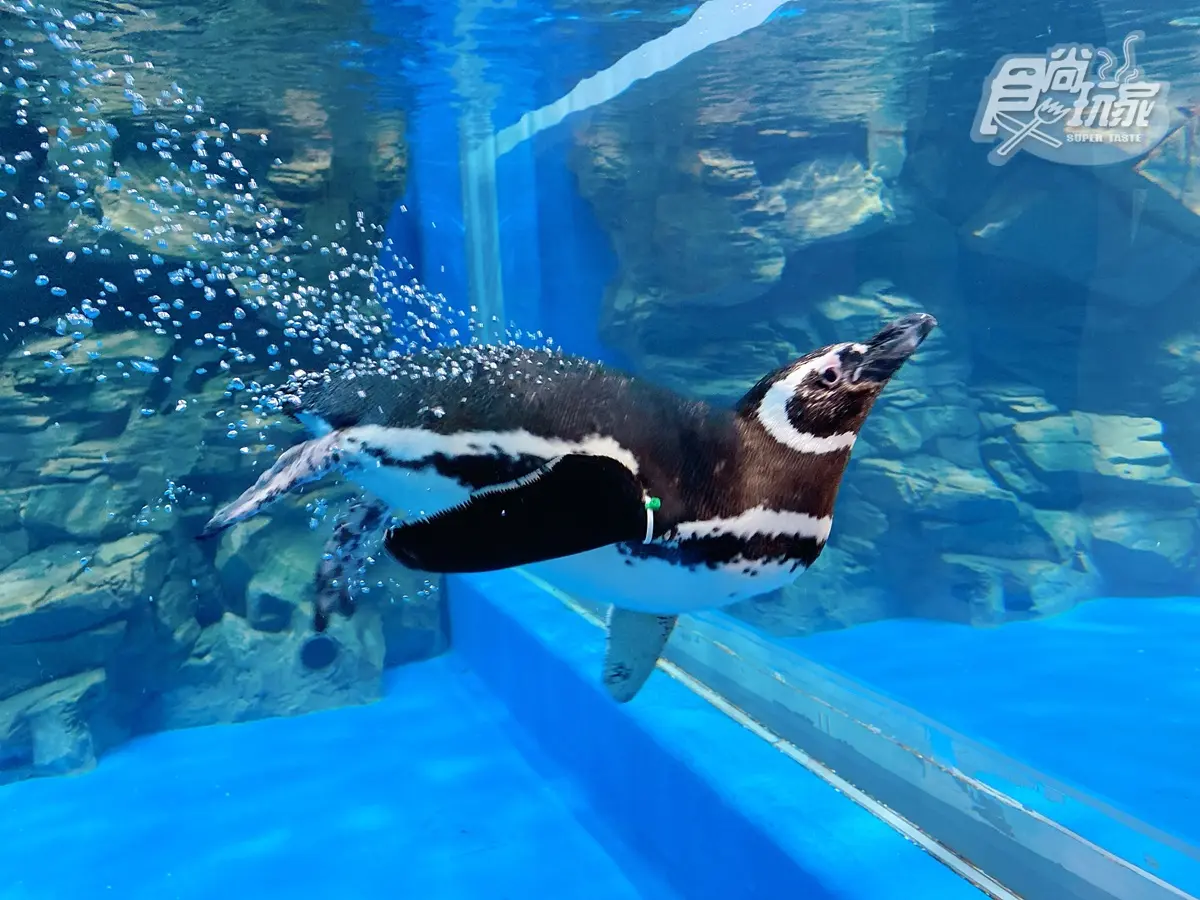 超夯水族館「這裡」每天都有票！專屬場次爽逛Xpark「保證有票」