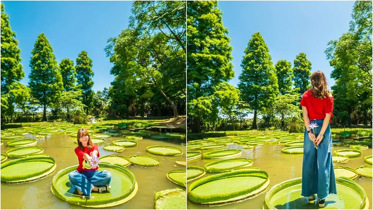 就用農遊券來坐「大王蓮」吧!躺著當拇指公主最可愛,水上鞦韆拍仙女照 就用農遊券來坐「大王蓮」吧!躺著當拇指公主最可愛,水上鞦韆拍仙女照