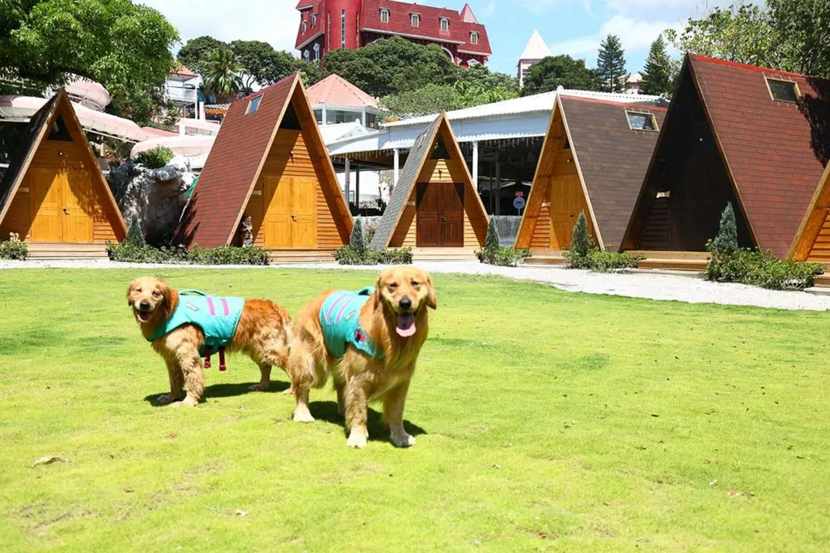 台中2萬坪寵物樂園開幕！超大泳池、草地、小木屋，根本是毛孩迪士尼