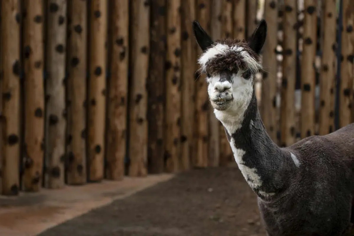 捲毛兄弟報到！愛吐口水的羊駝「咖啡、牛奶」新竹動物園入厝囉
