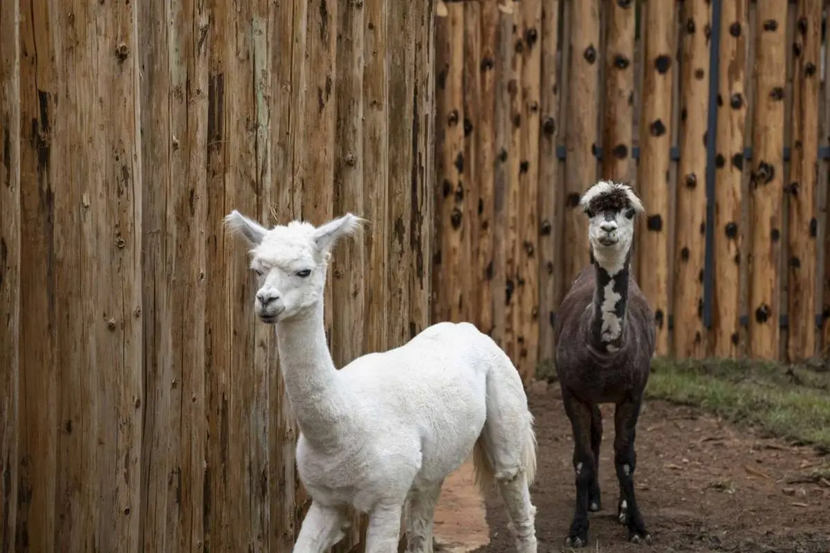 捲毛兄弟報到！愛吐口水的羊駝「咖啡、牛奶」新竹動物園入厝囉